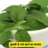 तुलसी के पत्ते खाने का फायदा
