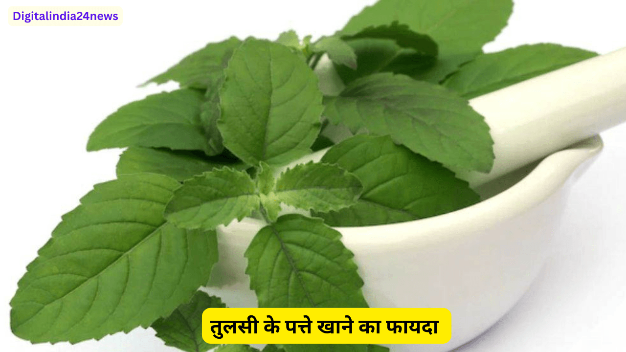 तुलसी के पत्ते खाने का फायदा