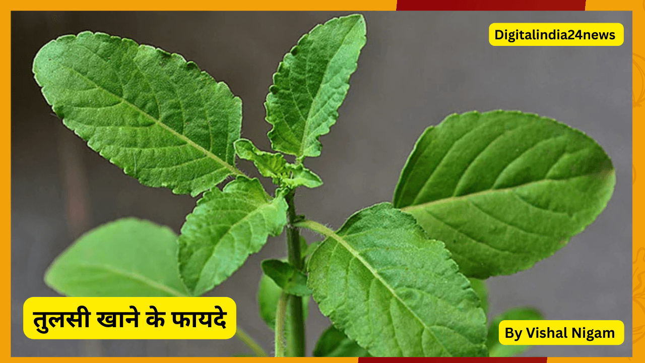 तुलसी के पत्ते खाने के फायदे