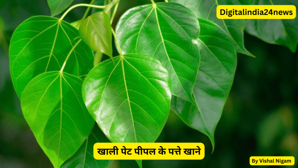 खाली पेट पीपल के पत्ते खाने के फायदे  || Benefits of eating Peepal leaves on an empty stomach ||