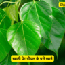 खाली पेट पीपल के पत्ते खाने के फायदे || Benefits of eating Peepal leaves on an empty stomach ||